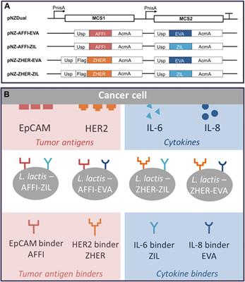 Dual Functionalized Lactococcus lactis Shows Tumor Antigen Targeting and Cytokine Binding in Vitro